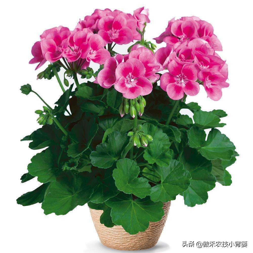 When vegetables and flowers wilt, why do the wilting heavier and