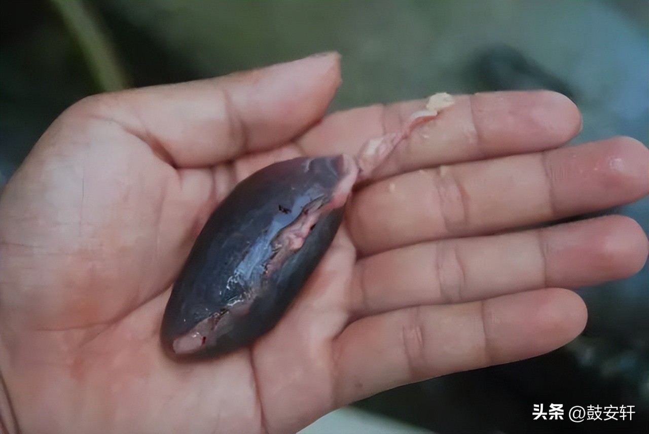 Can eating raw fish gallbladder improve eyesight? The old lady almost