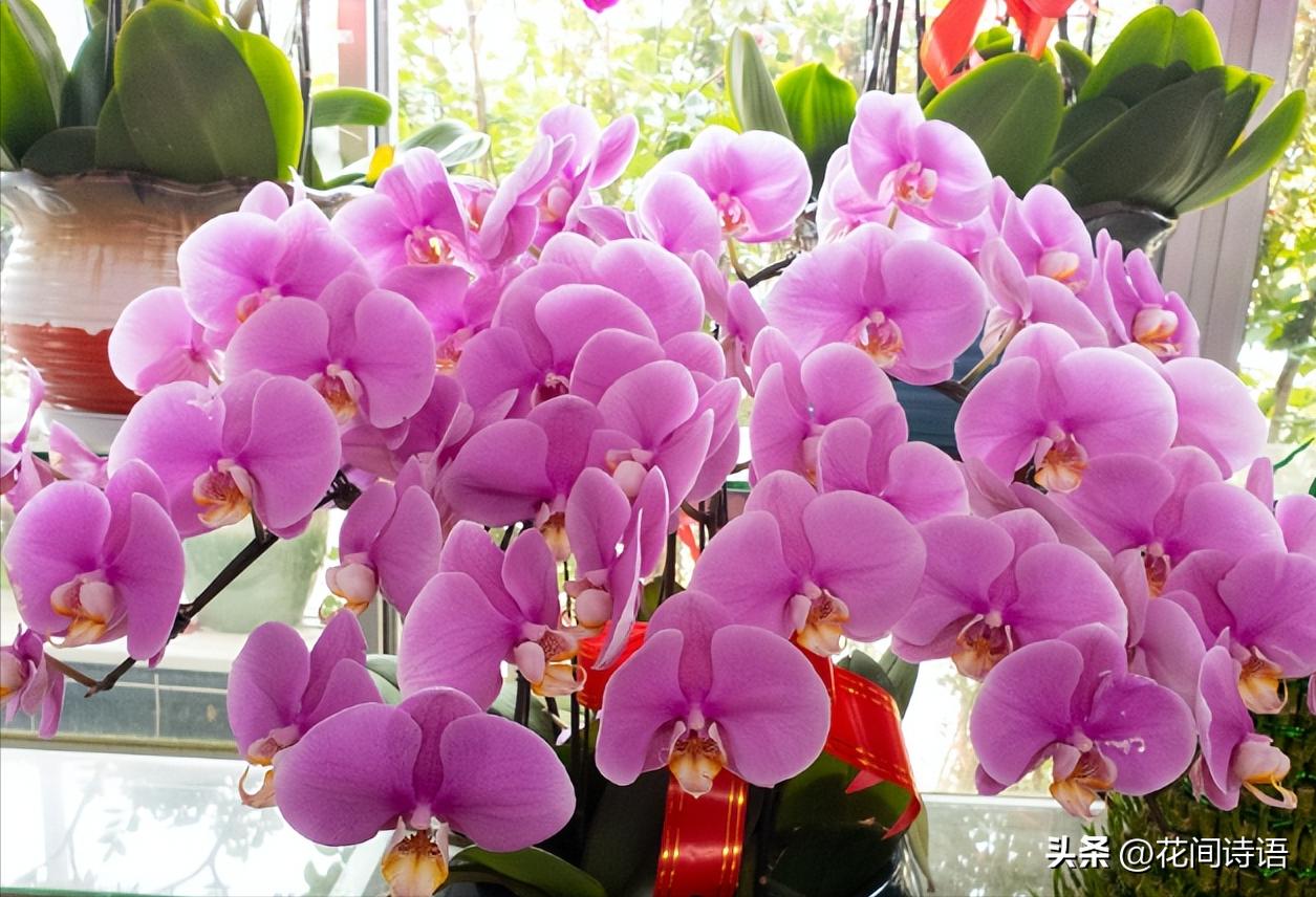 These 10 kinds of flowers with animals in their names are unique