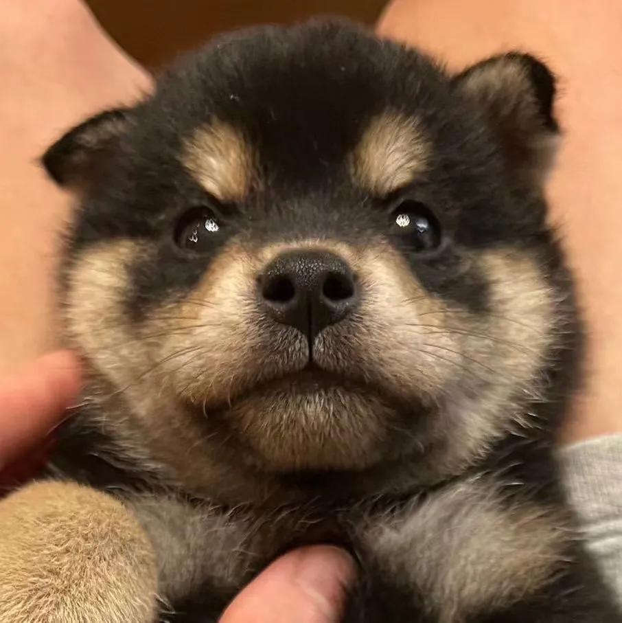 How much does it cost to raise a Shiba Inu iNEWS