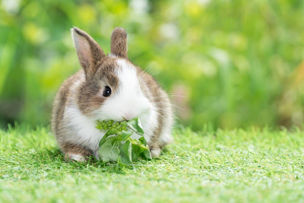 How to see if a rabbit has a runny nose iMedia