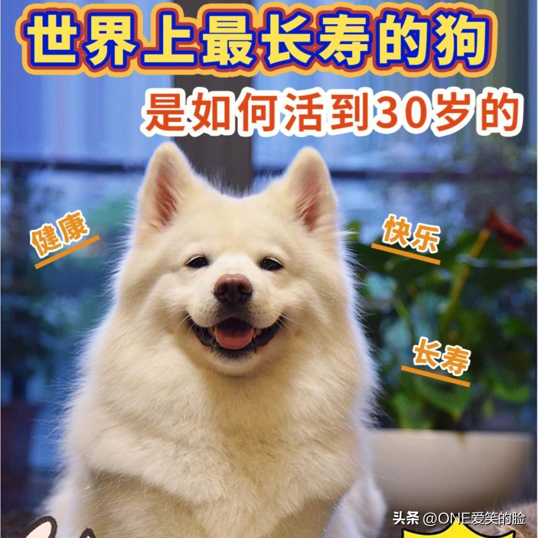 How long do dogs live? iNEWS