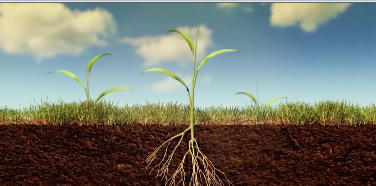 Understand the developmental processes of early diverging plant model ...