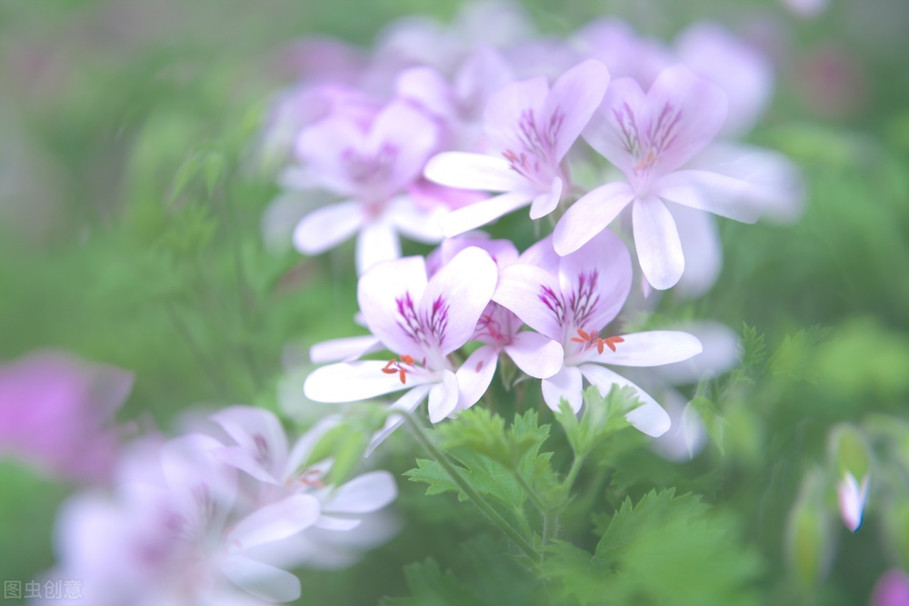 If you want geraniums to bloom, do 4 things after the frost, and they will bloom into "big