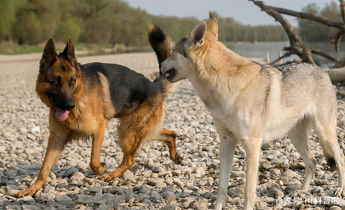 Why are wolves afraid to attack sheep protected by sheepdogs?Can a wolf beat a dog? iNEWS