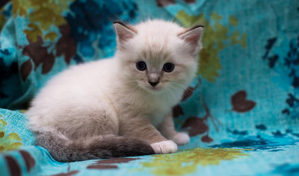 What should I pay attention to when buying a cat? Which platform is