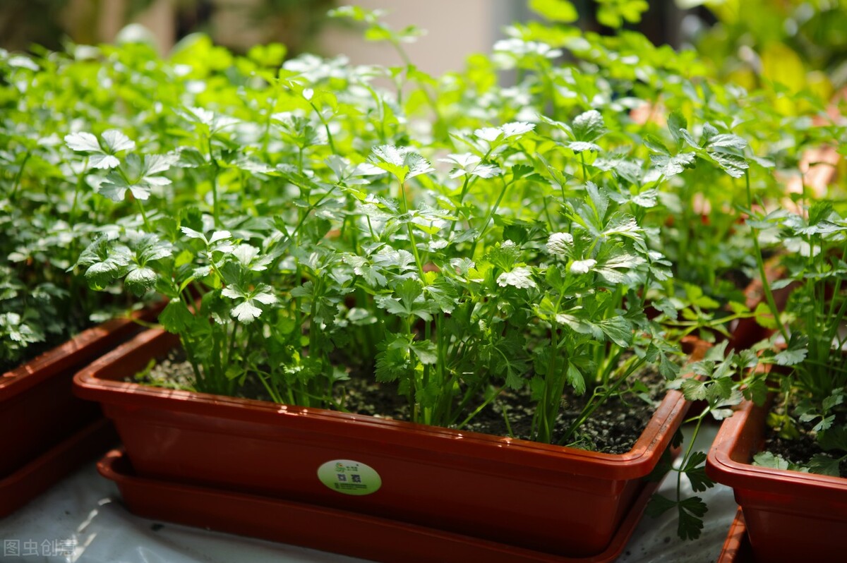 Before and after the frost, the tips for planting celery heads on the balcony burst into pots