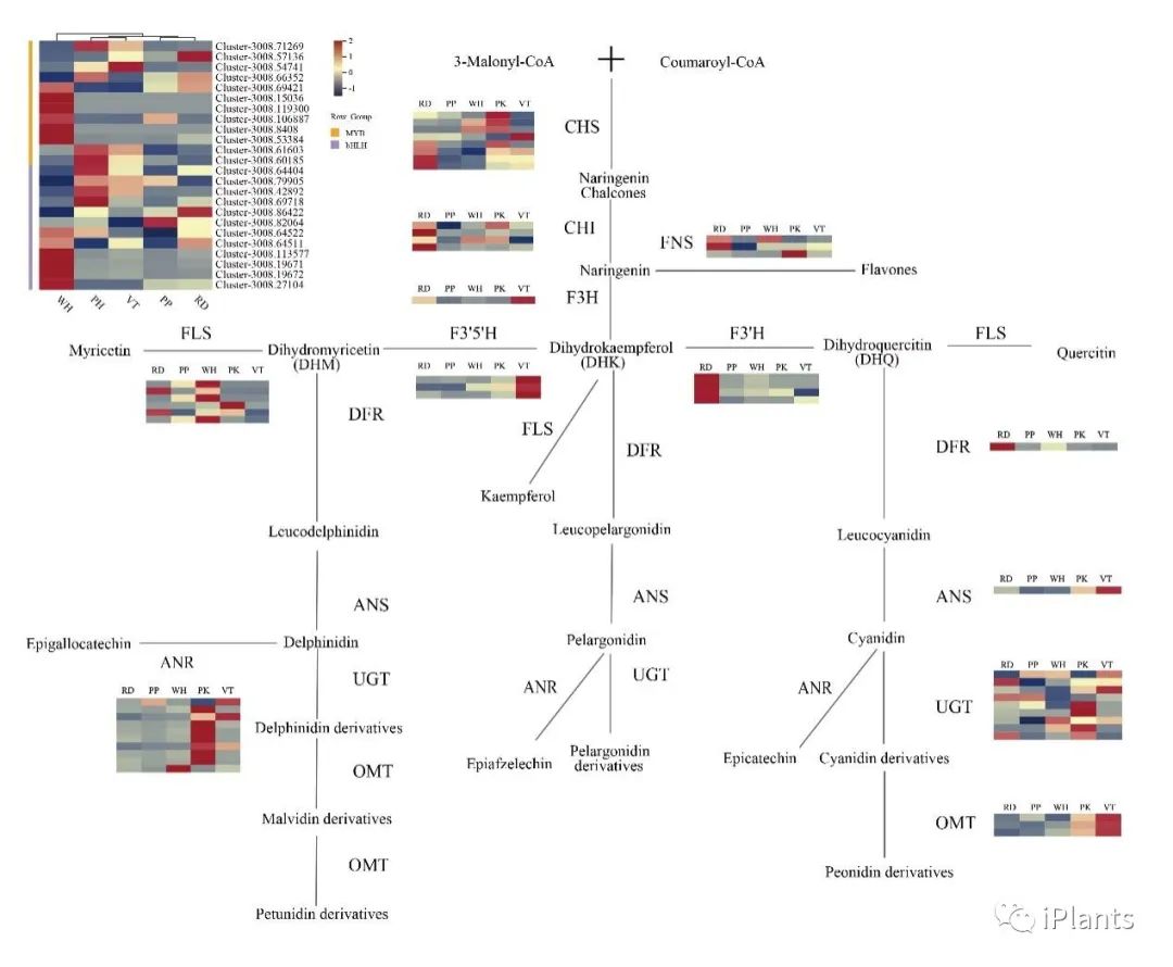 Combined transcriptome and metabolome analysis of the molecular ...