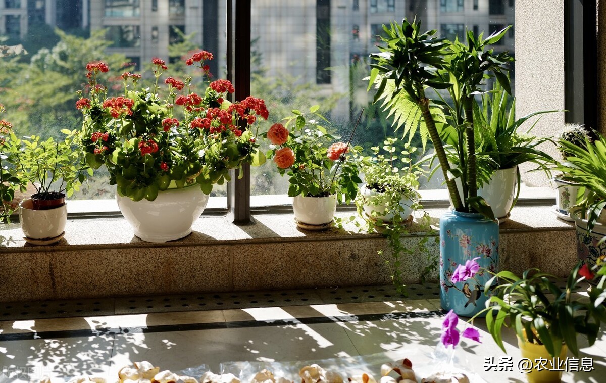 Flowers suitable for planting on the balcony iNEWS