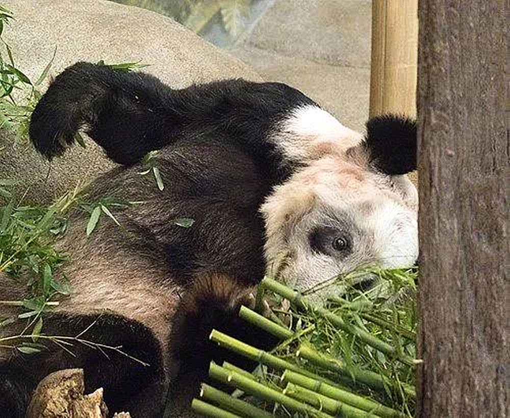 Two staff members from the United States followed Yaya back to China