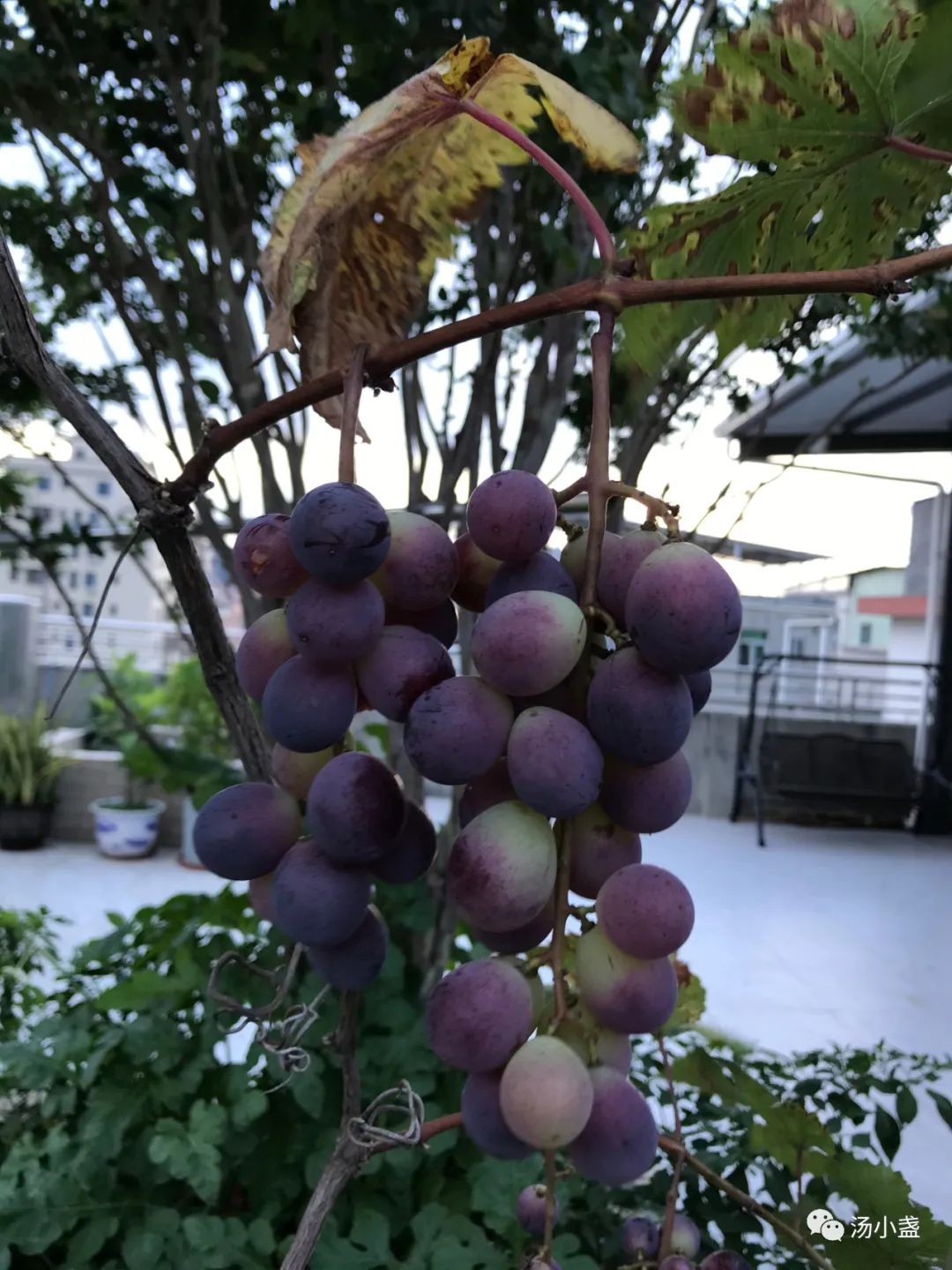 Grapes for both medicine and food iNEWS