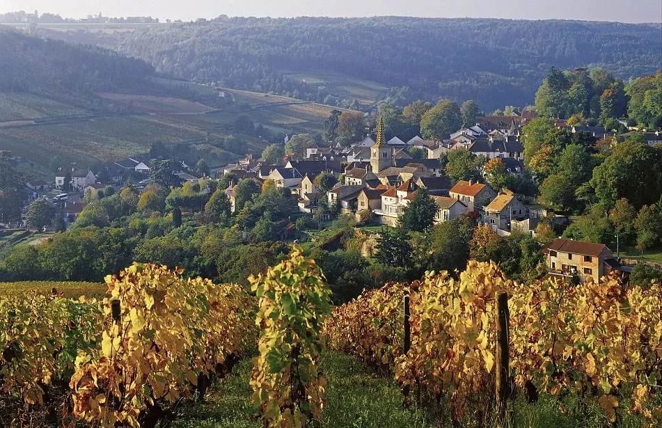 How does sunlight and precipitation affect the texture of Burgundy