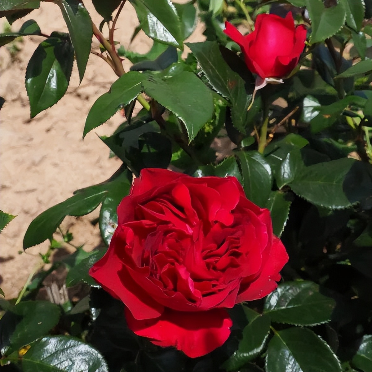 Those red roses with flower fragrance, disease resistance and heat ...