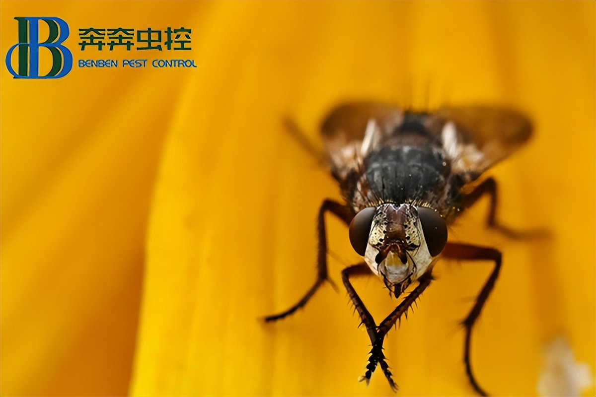 Why do flies "rub their hands"? iMedia