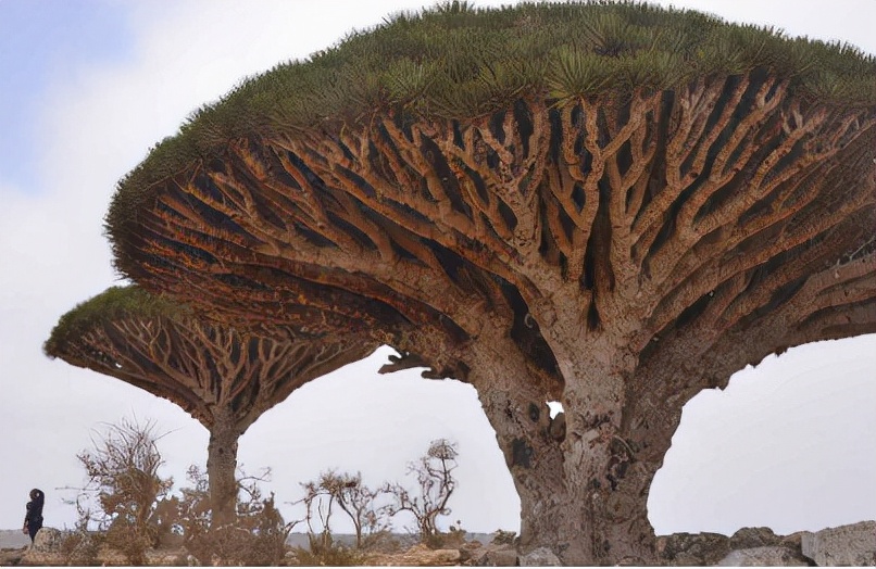 A tree that can bleed, not only has survived for thousands of years