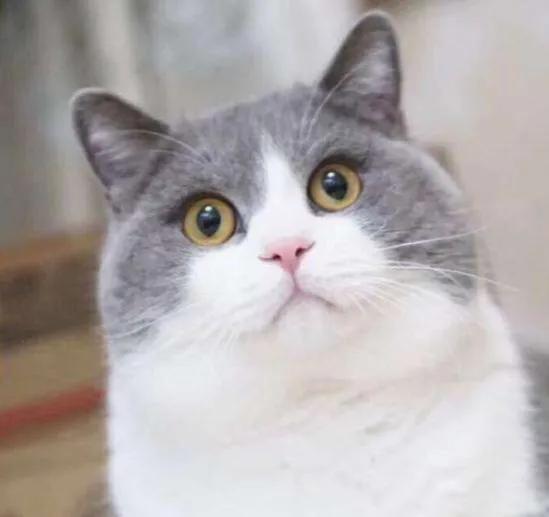 Why do cats and dogs like to look out the window?What is out there that attracts them? iNEWS