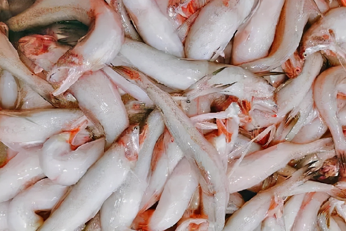 The 50 most common edible fish, don't say you don't know, take a good ...