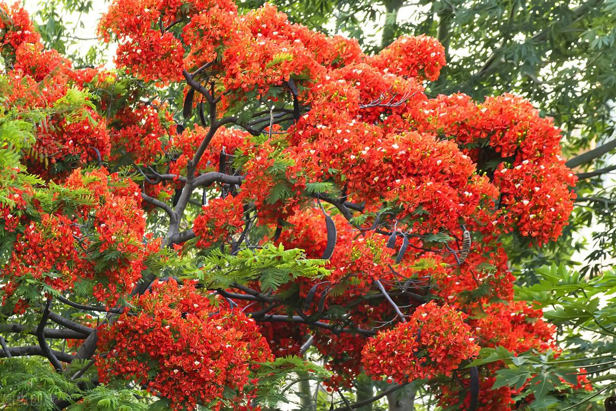 Do you know the meaning of phoenix flower? iNEWS