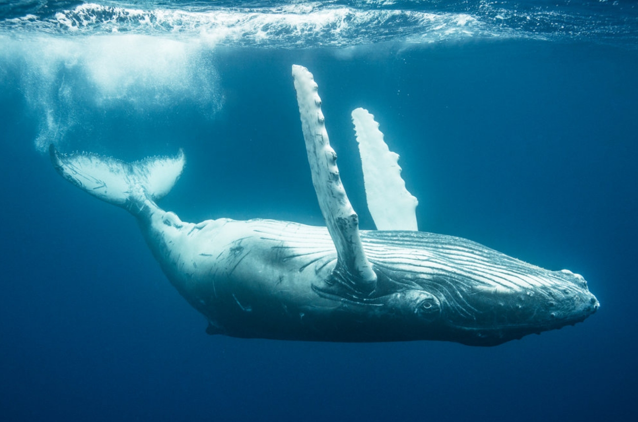 What does it mean when a whale falls and all things are born?The end of ...