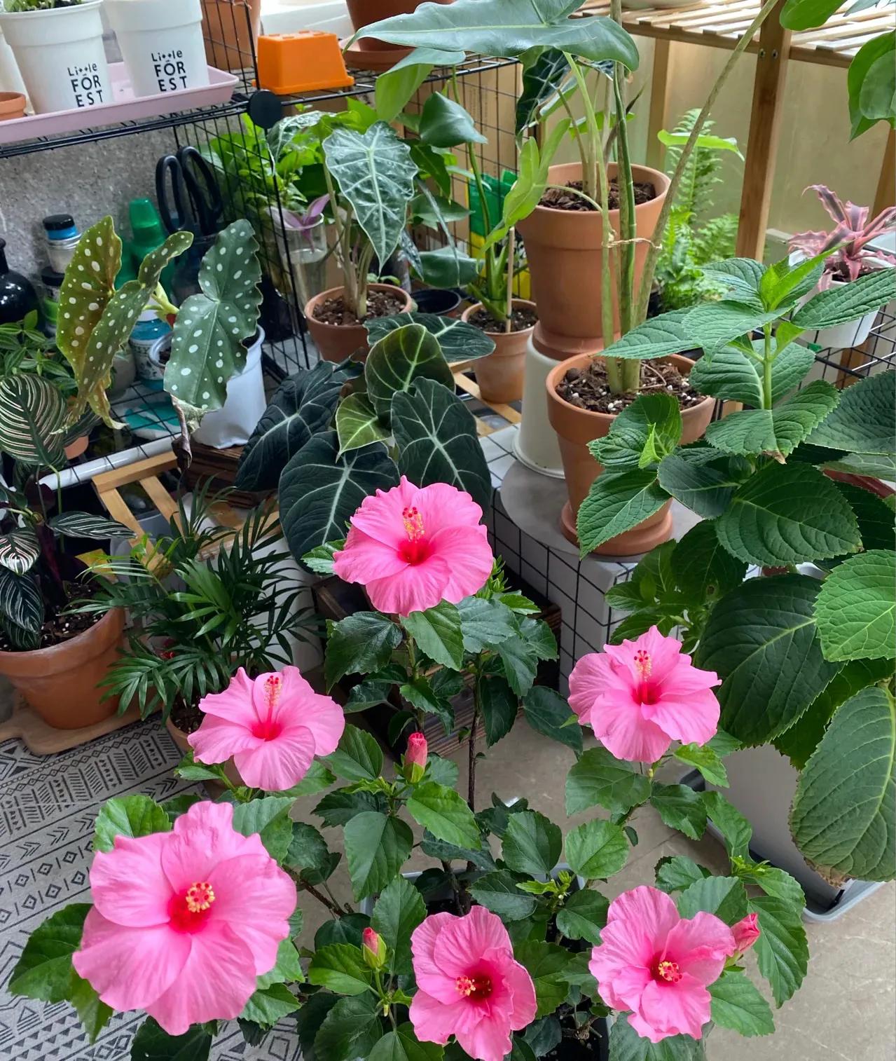 6 kinds of flowers are "unlucky", no matter how much you like them, don