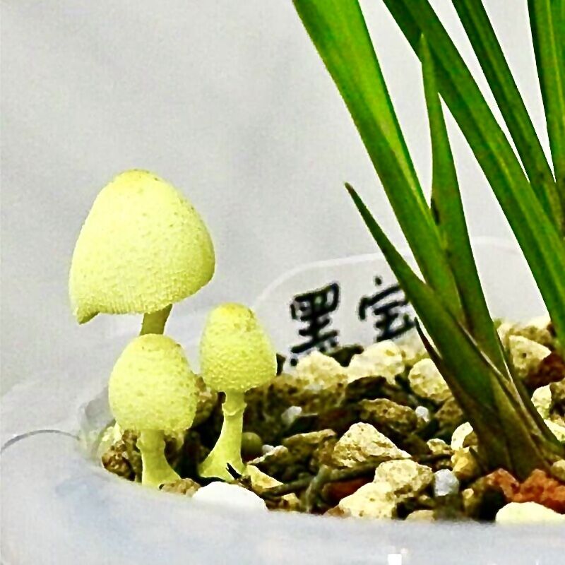 Reasons for mushrooms growing in orchid pots, their effects on orchids