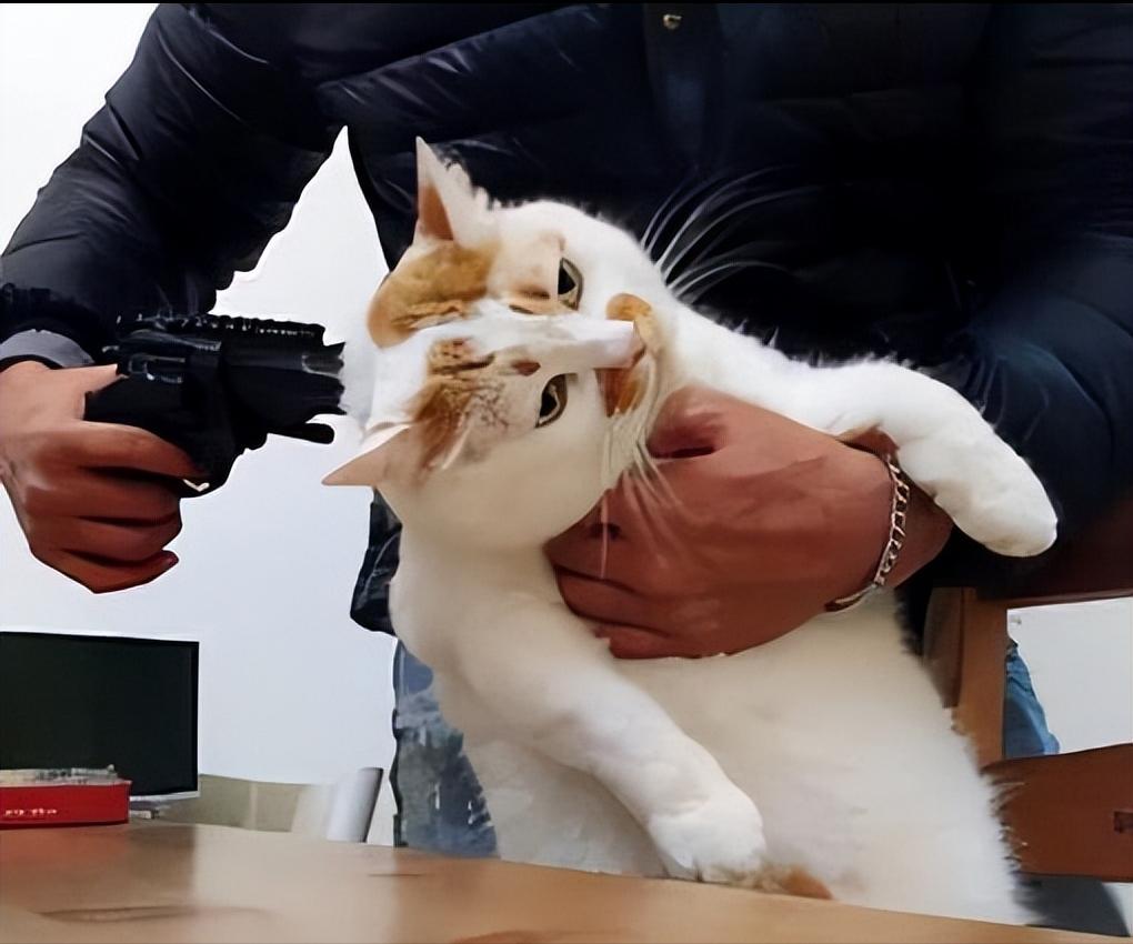 Why do cats dare not resist when they are "beaten"? These reasons are