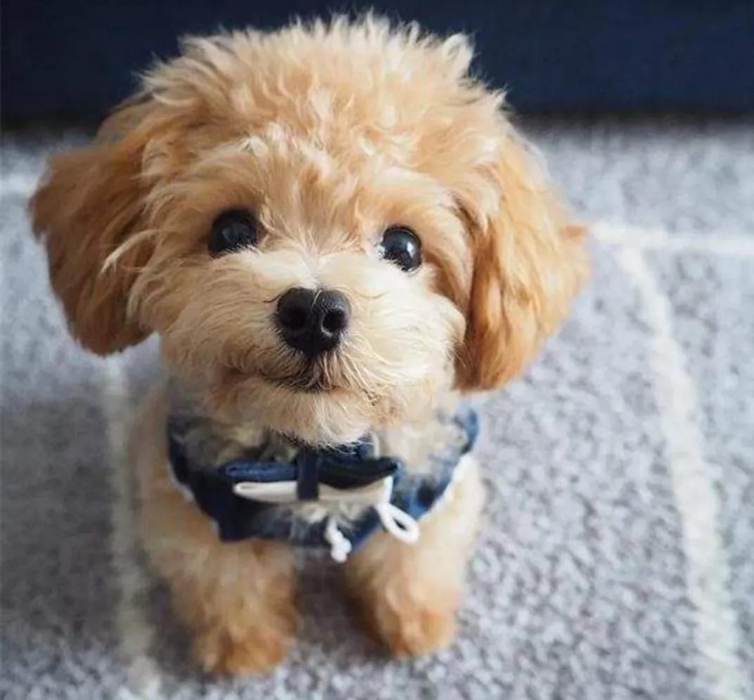 The Four Disadvantages of Teddy iNEWS