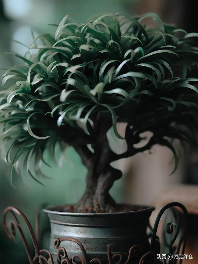 Iron Tree Pot Care: How To Make Your Iron Tree Thrive - iMedia