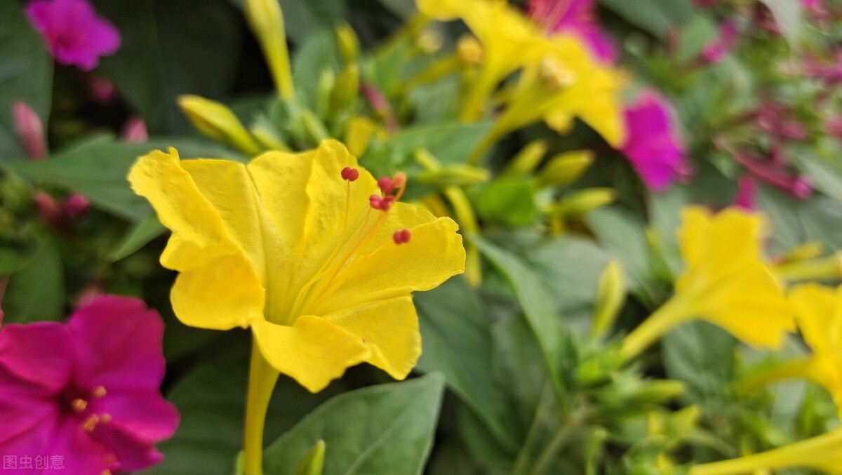 Six unlucky flowers to see if you have any in your home iNEWS