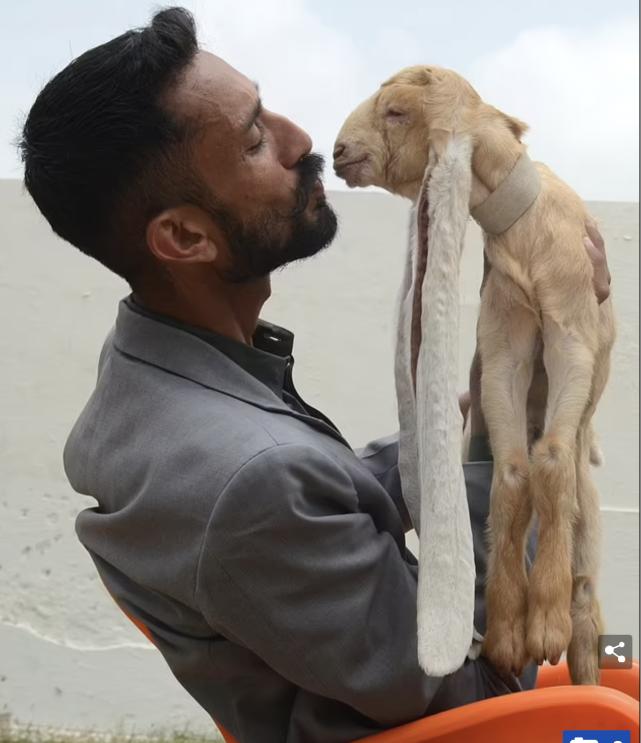 Is this really a sheep?A goat in Pakistan Guinness World Record iNEWS