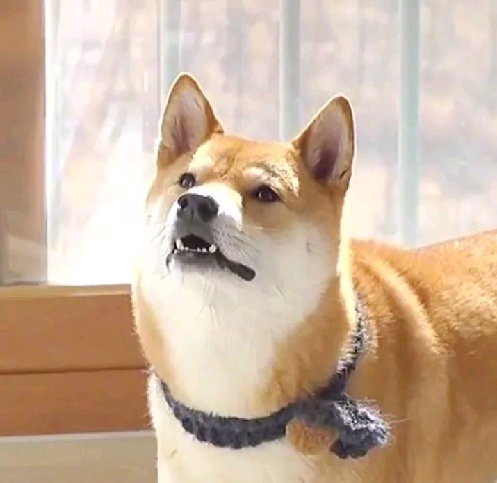 dog barking at the ceiling iMedia