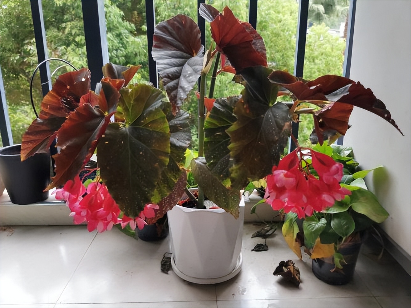 5 kinds of flower plants that like acidic soil, come and see if you