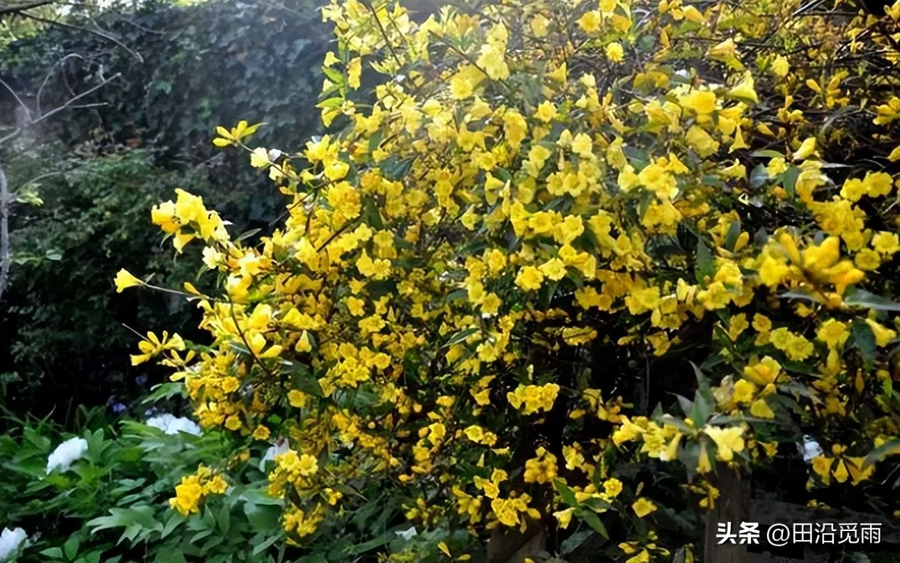 How many kinds of jasmine do you know? About the Jasmine family! iNEWS