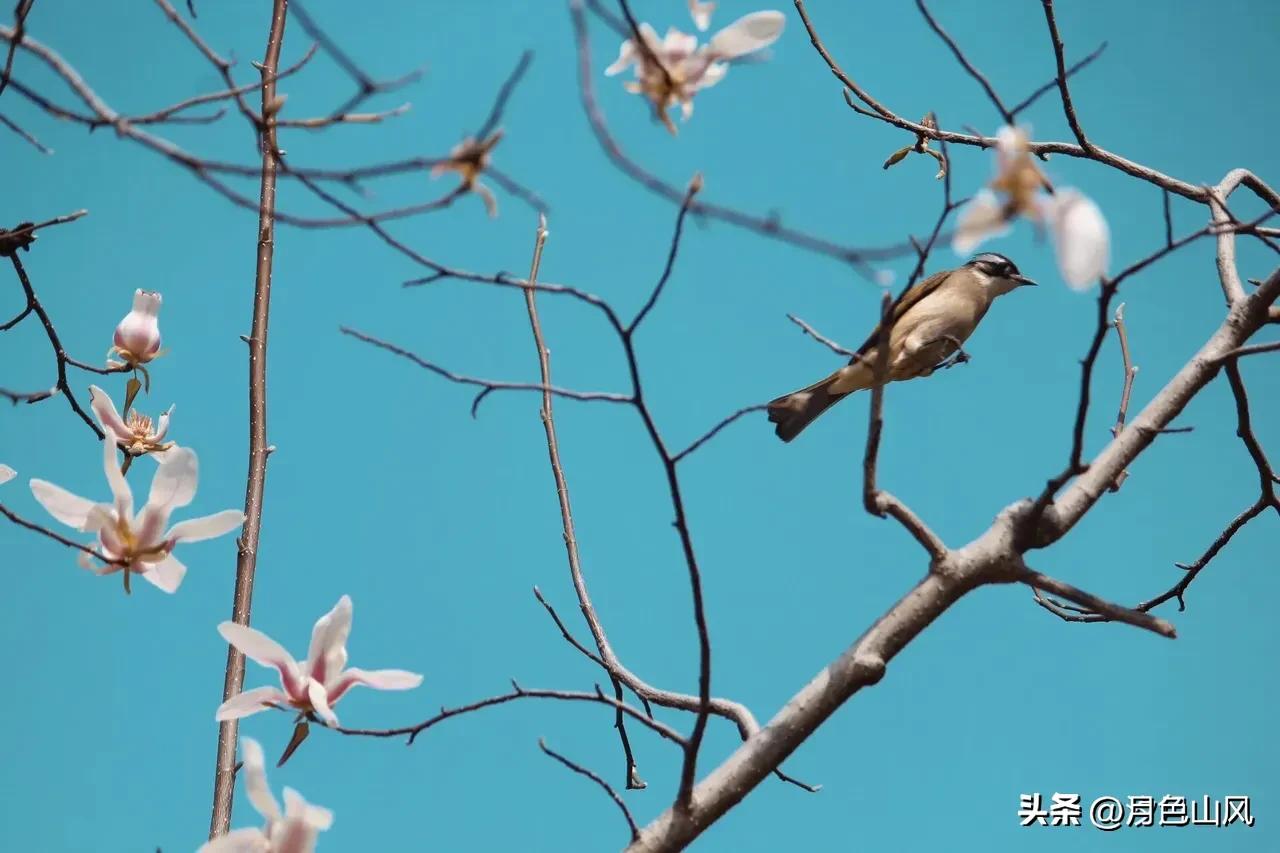 Shooting birds in spring, the photography collection you need to know