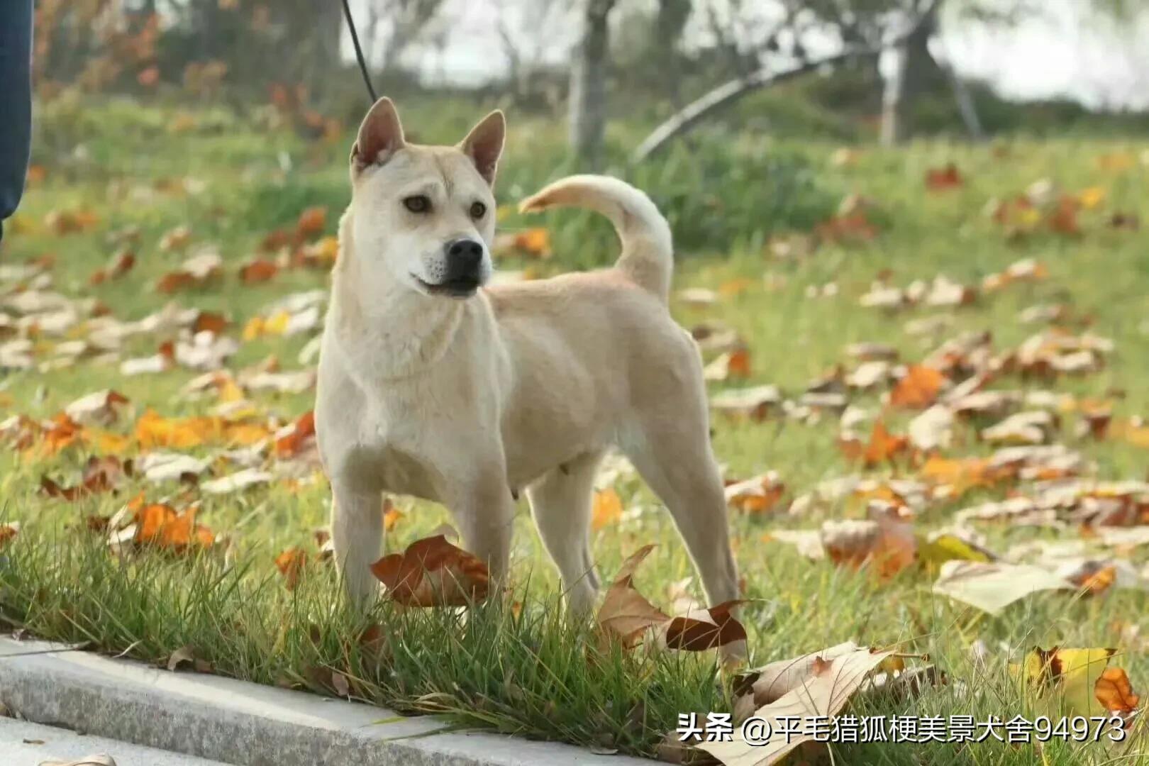 What are the most humane dog breeds? Humanity has nothing to do with IQ