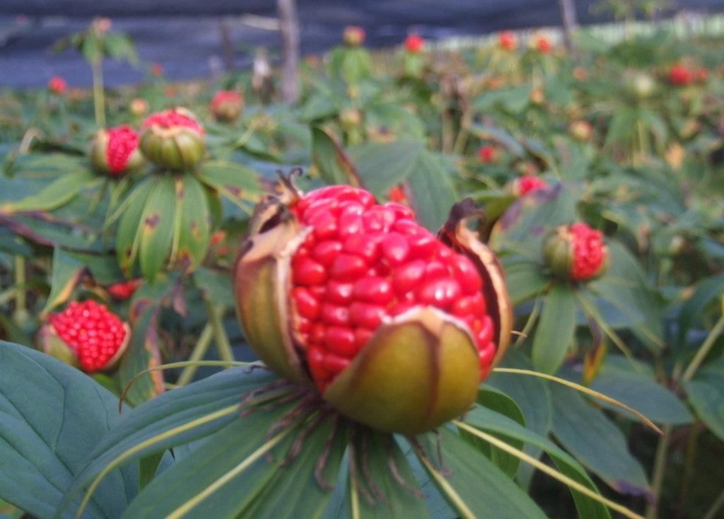 State protected plants, what are the Four Treasures of Shennong, and