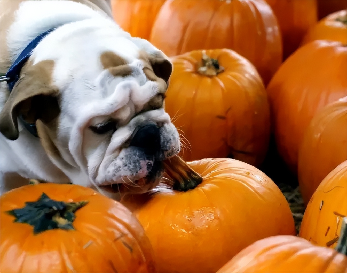 these-kinds-of-vegetables-are-good-for-dogs-so-make-arrangements-for