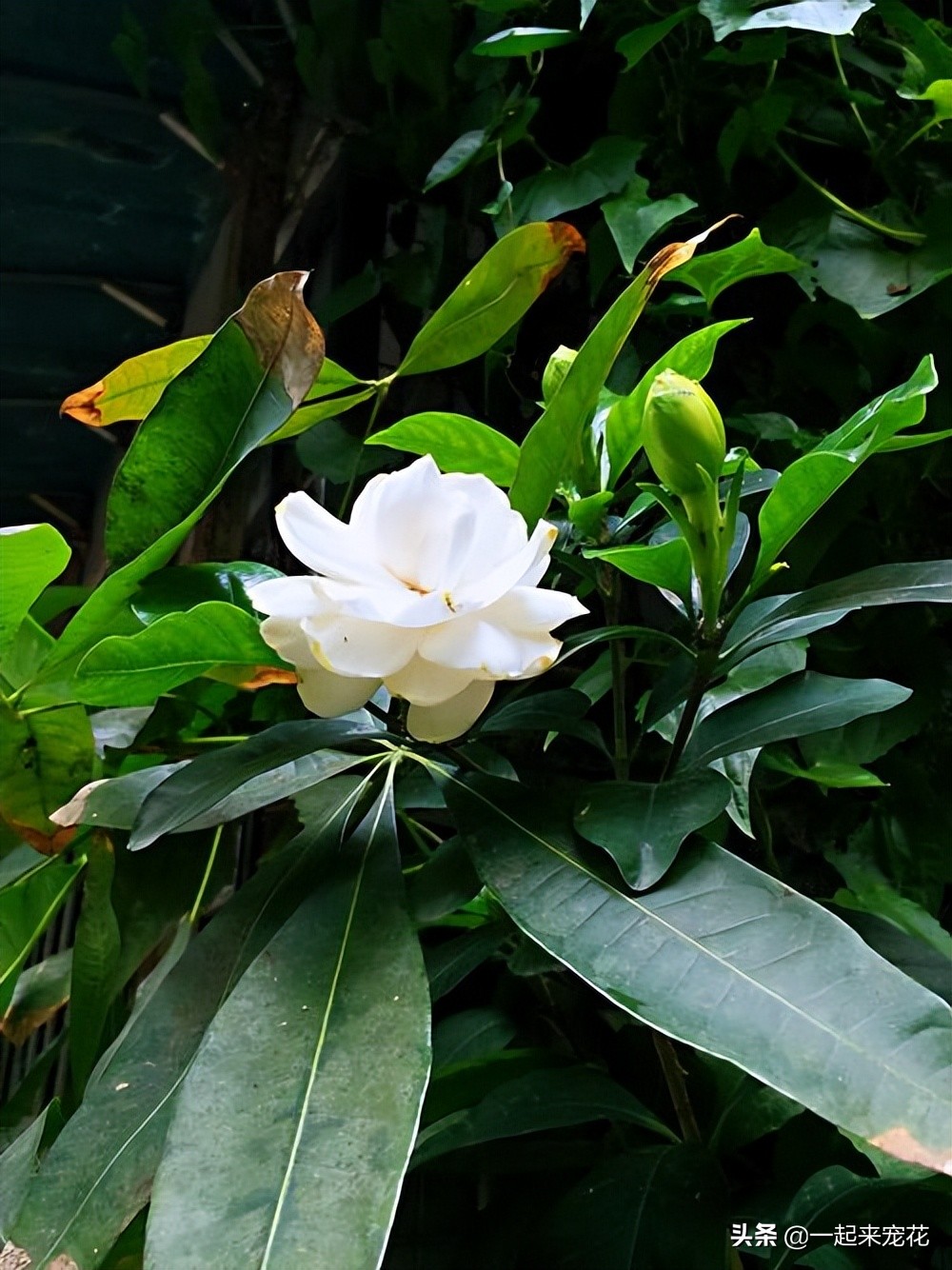 6 kinds of "jealous" beautiful flowers, drink two or three times a