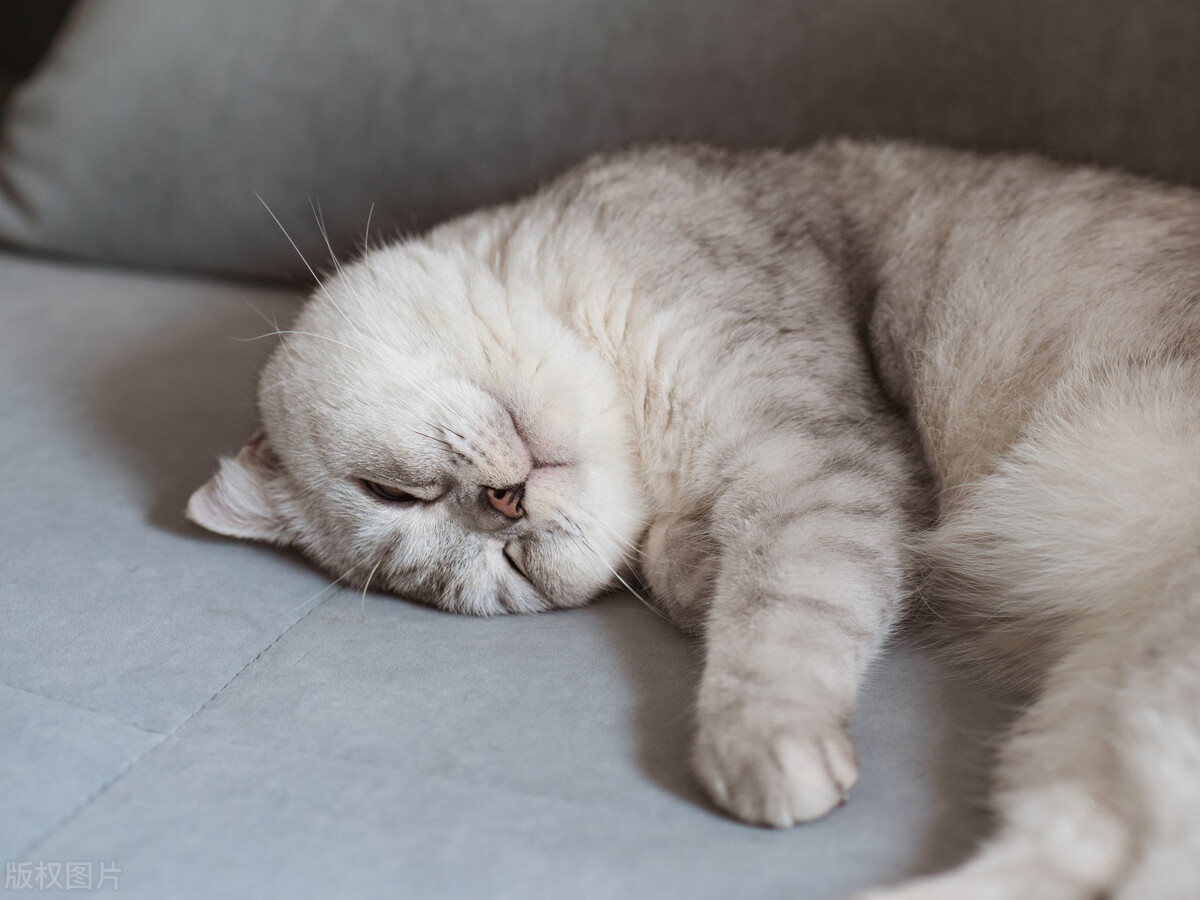 what-causes-cats-to-twitch-while-sleeping-inews