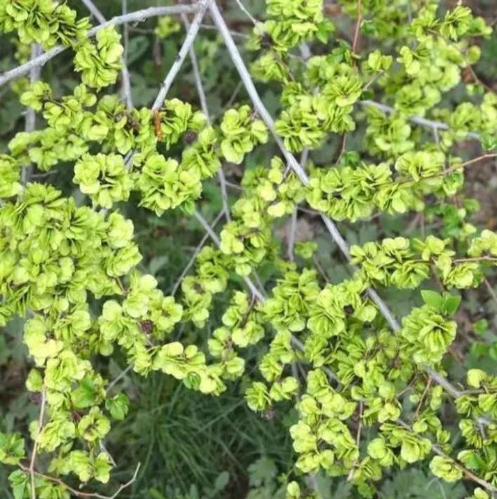 榆錢:北方春天的第一口綠 - 頭條匯