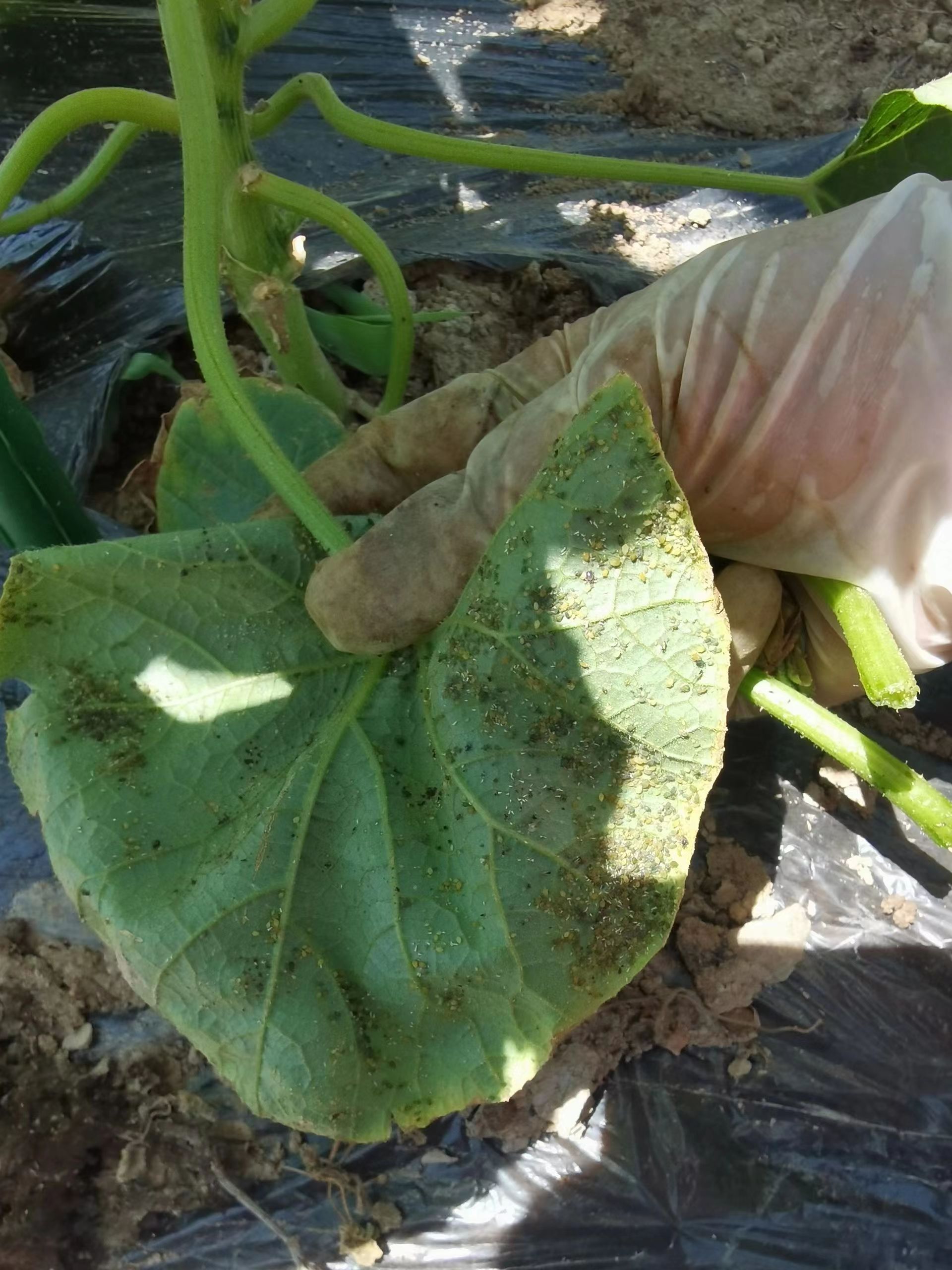 The "honeydew" excreted by the melon aphid pollutes the leaf surface