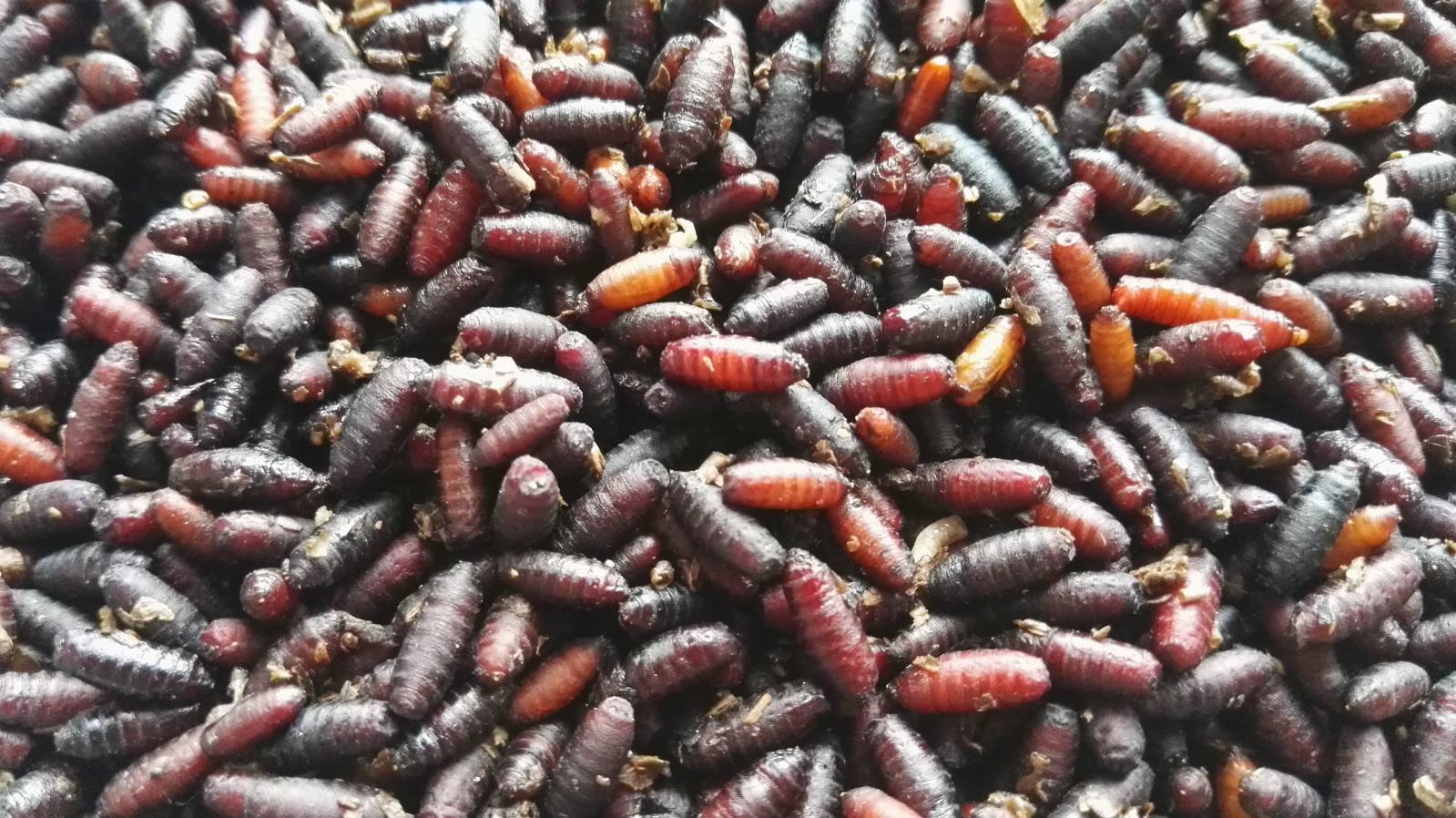 Did flies turn into maggots? How did flies develop from maggots? iMedia