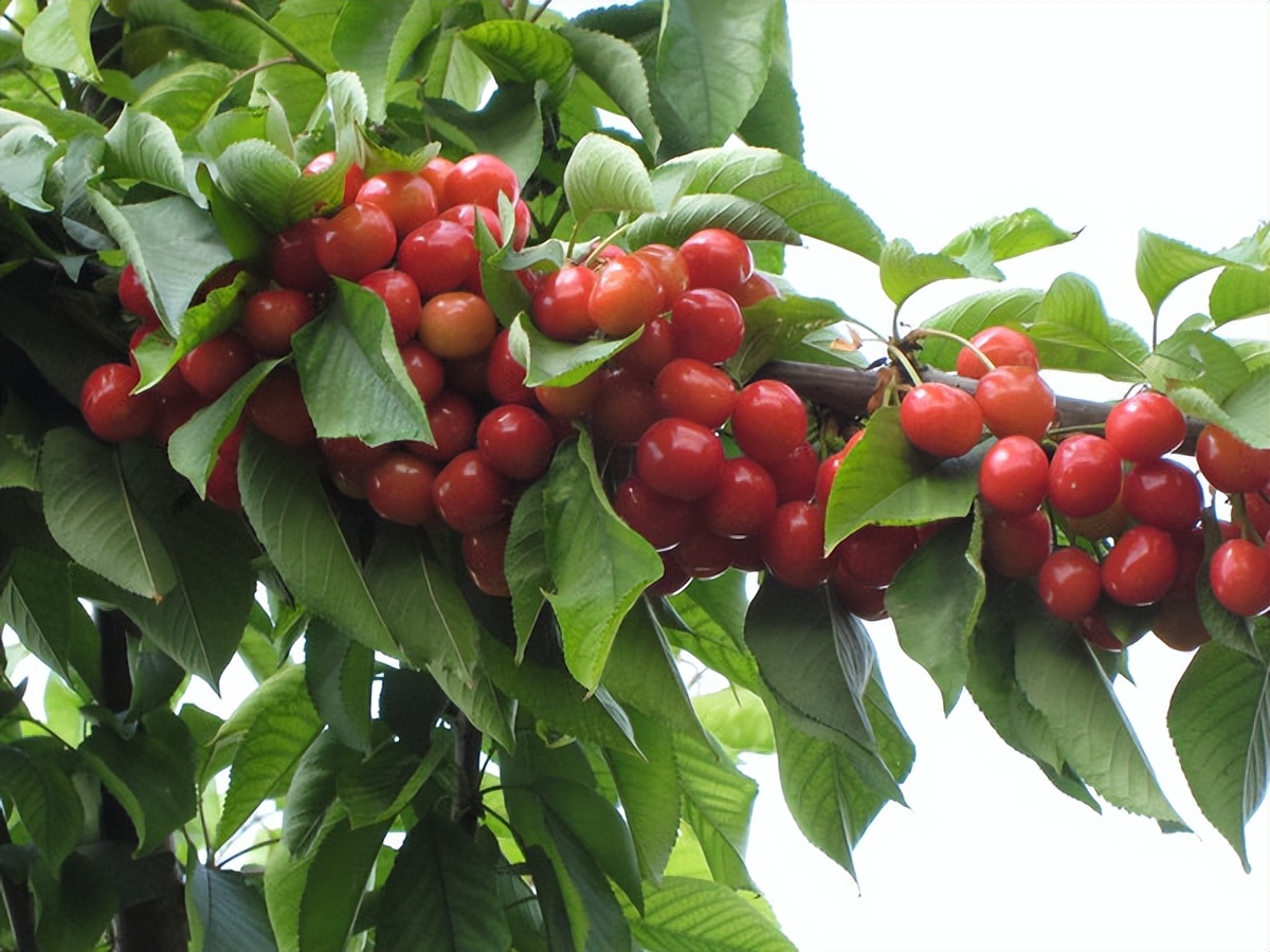 Can people with diabetes eat cherries? It is said that cherry pits can