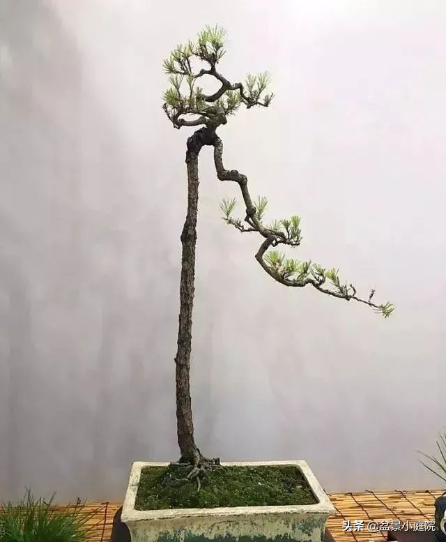 How come the literati tree bonsai? iNEWS