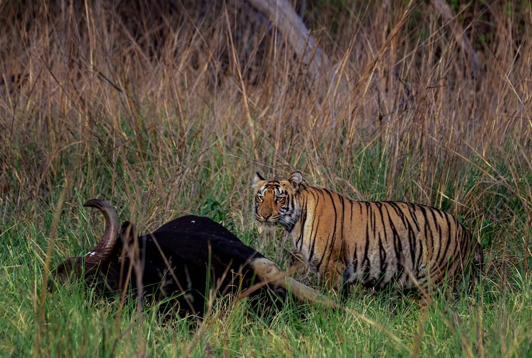 How many pounds of meat do wild tigers eat in a year?What is the