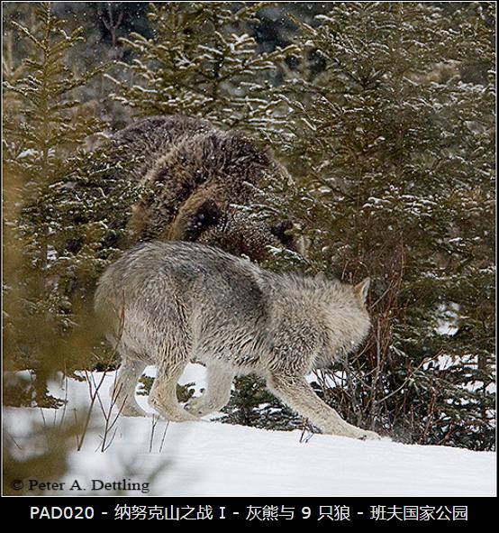 Battle of Nanook: Grizzly vs 9 Wolves - iNEWS