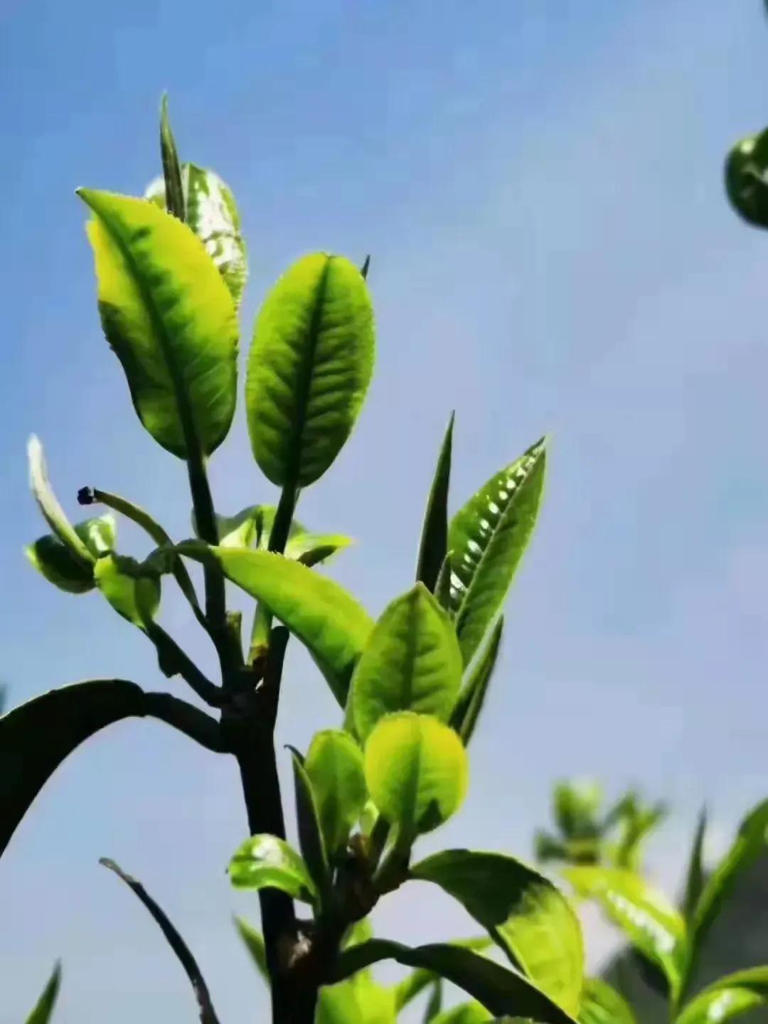 extraordinary spring - iNEWS