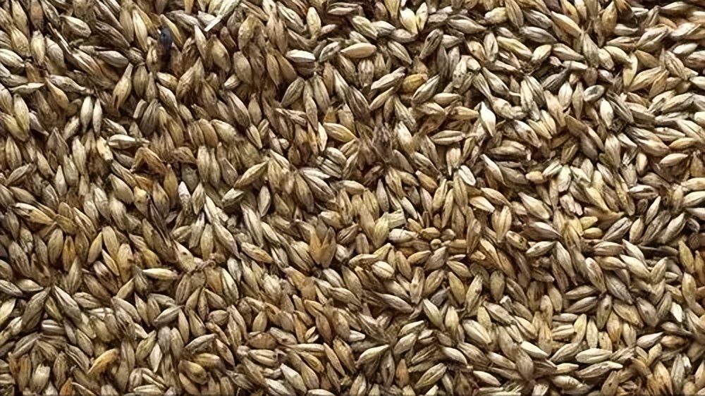 Study of cellulose in barley advances understanding of its role in ...