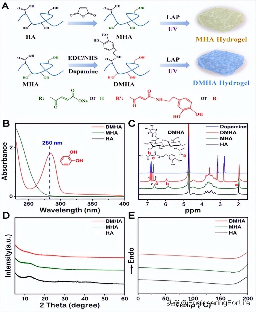 Dopamine-modified hyaluronic acid to construct a novel hydrogel ...