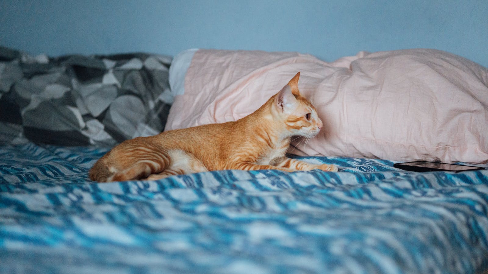 Why do cats like to sleep on your pillow?There's a reason that makes